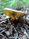 Phylloporus arenicola image