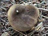 Phylloporus arenicola image