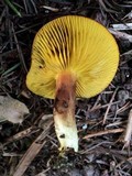 Phylloporus arenicola image
