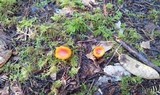 Hygrocybe aurantiosplendens image