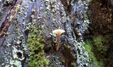 Lichenomphalia umbellifera image