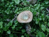 Lactarius subpurpureus image