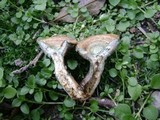 Lactarius subpurpureus image
