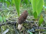 Morchella snyderi image