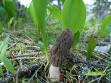Morchella snyderi image