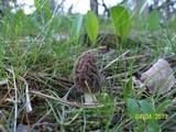 Morchella snyderi image