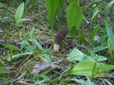 Morchella snyderi image