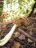 Helvella compressa image