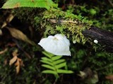 Hemimycena candida image