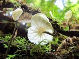 Hemimycena candida image