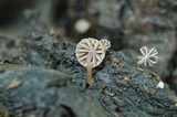 Mycena corticola image