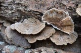 Trametes villosa image