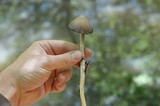 Coprinopsis variegata image