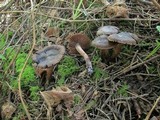 Cortinarius vernus image