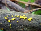 Dacrymyces stillatus image