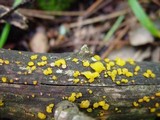 Dacrymyces stillatus image