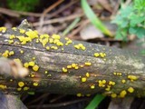Dacrymyces stillatus image
