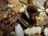 Peziza succosella image