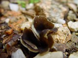 Peziza succosella image
