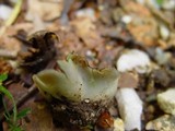 Peziza succosella image