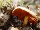 Cortinarius cinnamomeus image