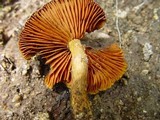 Cortinarius cinnamomeus image