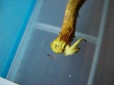 Cortinarius cinnamomeus image