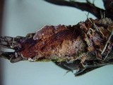 Chondrostereum purpureum image