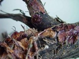 Chondrostereum purpureum image
