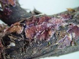 Chondrostereum purpureum image