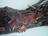 Chondrostereum purpureum image