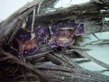 Chondrostereum purpureum image
