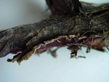 Chondrostereum purpureum image