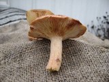 Lactarius vinaceorufescens image