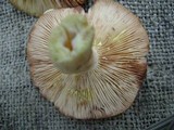 Lactarius vinaceorufescens image