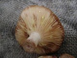 Lactarius vinaceorufescens image