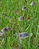 Mycena aetites image