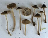 Mycena aetites image