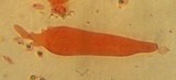 Mycena aetites image