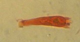 Mycena aetites image