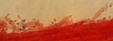 Mycena aetites image