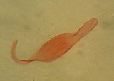 Mycena aetites image