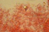 Mycena aetites image