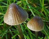 Mycena aetites image