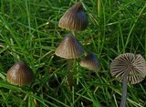 Mycena aetites image