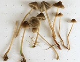 Mycena aetites image