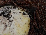 Amanita aprica image