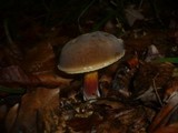 Boletus pruinatus image