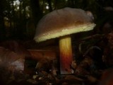 Boletus pruinatus image