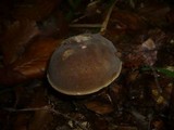 Boletus pruinatus image